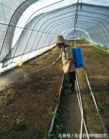 名贵药材白芨直播育苗技术，提高种子发芽成活率，发家致富好帮手