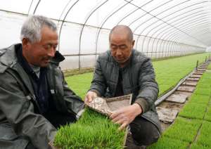 水稻种植技术与管理(农民好消息农田水稻种植一次，下种可连续收稻子四到五年？)