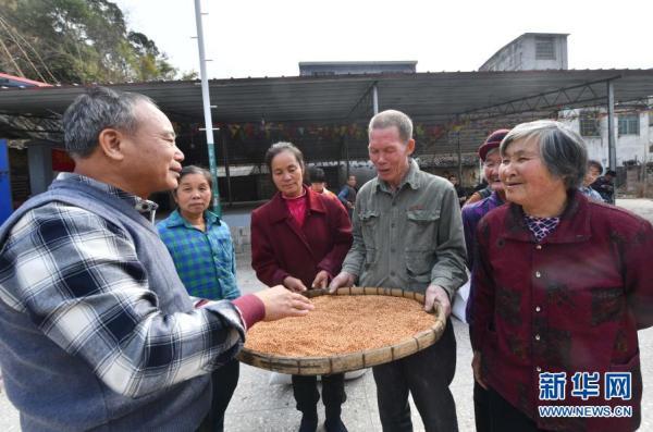 高粱种植助增收