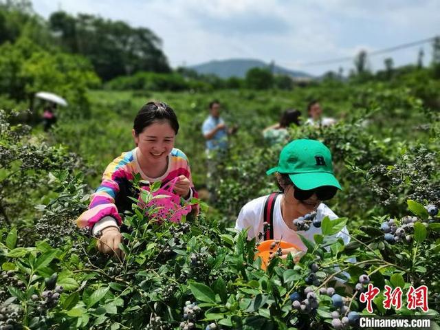 喜上“莓”梢 江西赣州千亩蓝莓喜获丰收