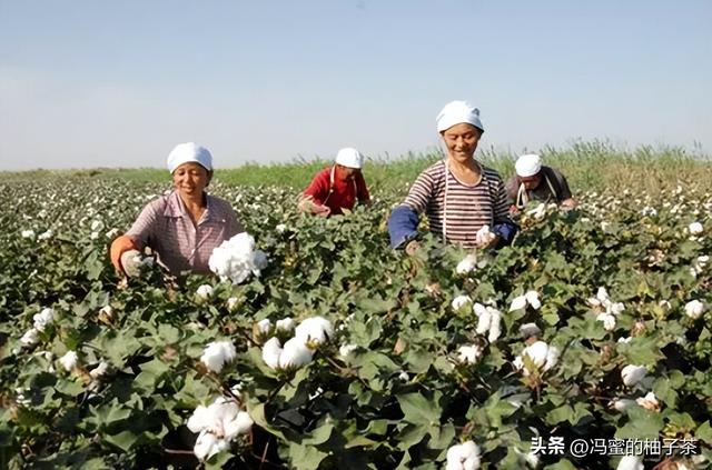 如何利用滴灌设施，实现高密度种植的棉花节本增效？