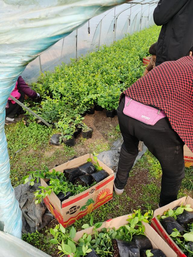 适合南方栽植的蓝莓苗品种汇总 一定要看