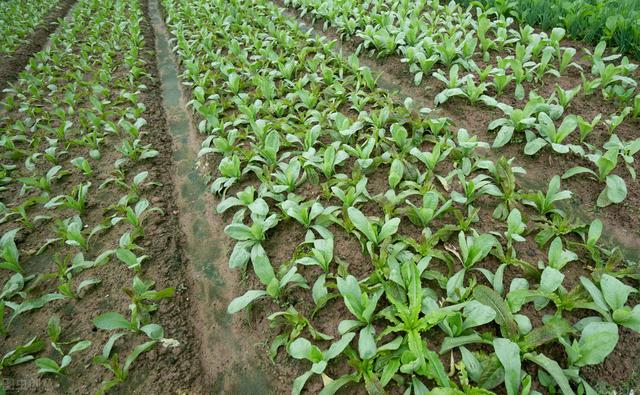 油麦菜四季高产栽培技术，掌握以下种植方法，收获优质可口油麦菜