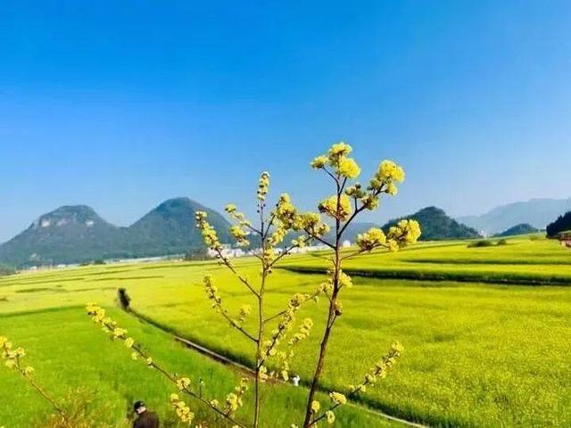 来罗平跑马拉松，看世界最大的自然天成花园，邂逅中国最早的春天