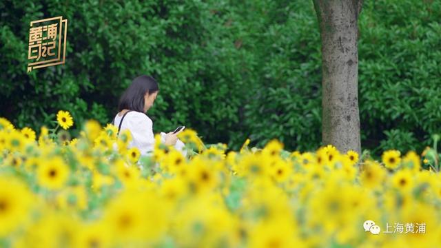 黄浦日记｜这个季节，赴一场盛夏的向日葵之约