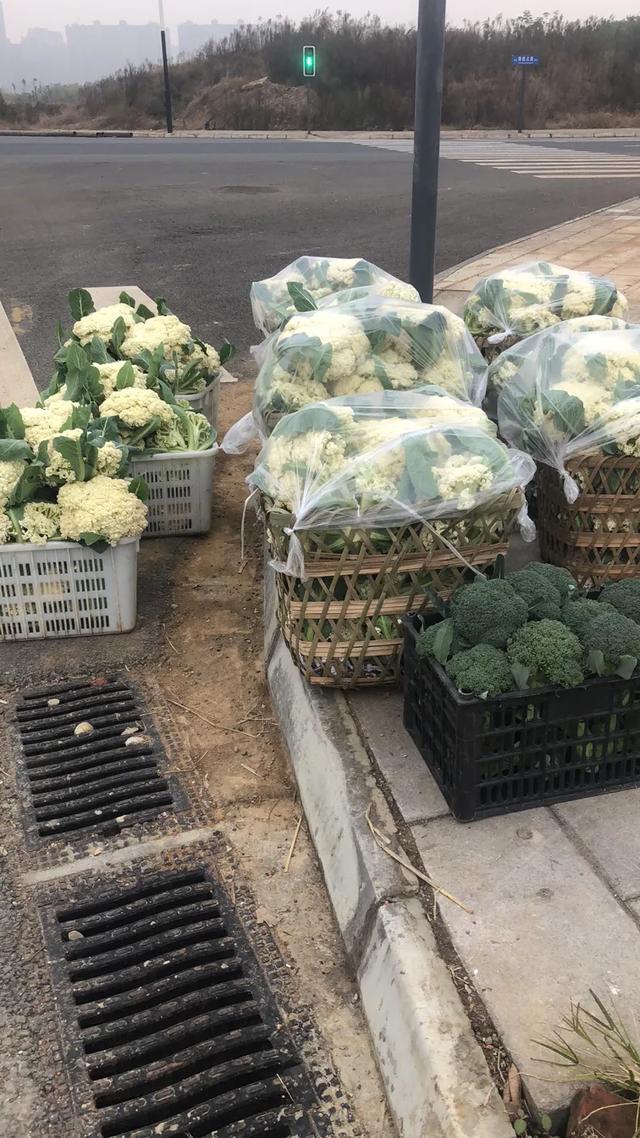 成都龙泉驿区松花菜种植技术分享