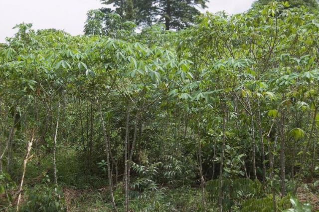 木薯栽培：掌握木薯栽培的三项技术方法，有助于提高产量