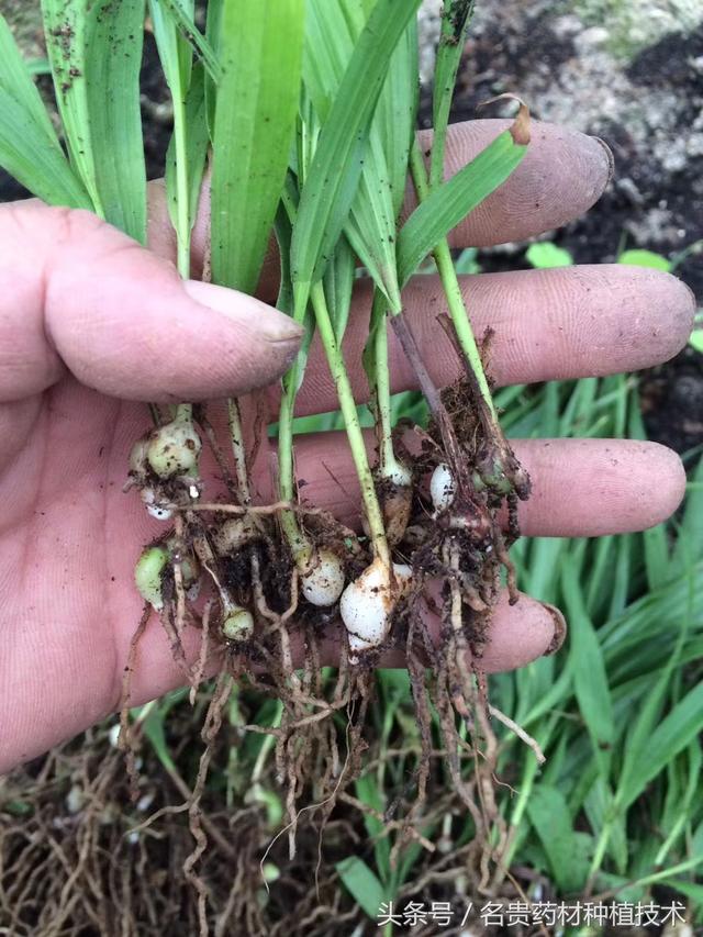 名贵药材白芨直播育苗技术，提高种子发芽成活率，发家致富好帮手