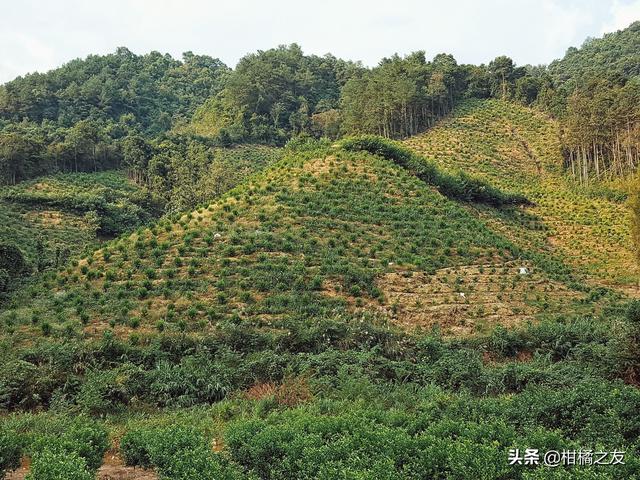 柑橘微利时代，山地种植投入太大，说多都是泪