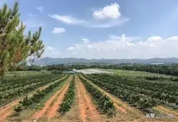 种植脐橙，果园选址需关注哪些重要因素？重点注意3个方面