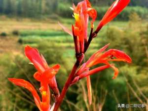 巴蕉种植技术(芭蕉芋