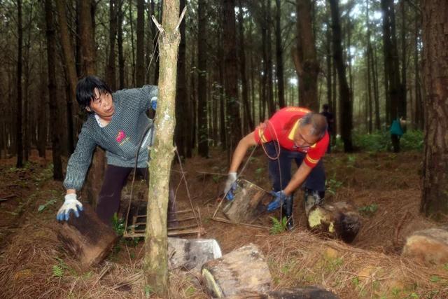 林下种灵芝：80后带领村民走上致富路