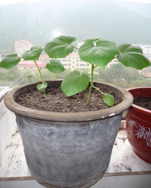 以前充饥的野菜，现在城里人自己种，营养价值高叫“葵菜”