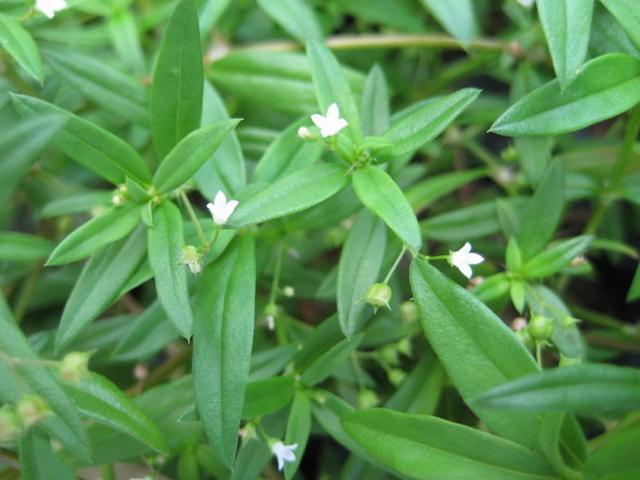 白花蛇舌草，名字很奇怪，却有多种抗癌成分，你听说过吗？