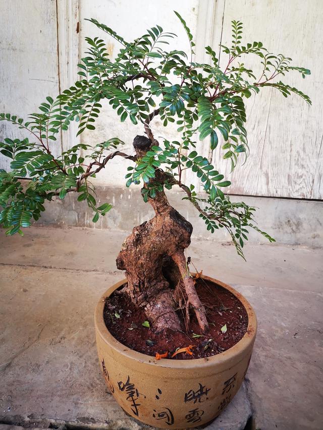 5种花香喷喷，做成“小盆景”，不仅值大钱，还能香十年