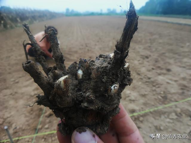 适合北方人种植的“懒人药材”，如今每亩涨至2万元，种植有技巧