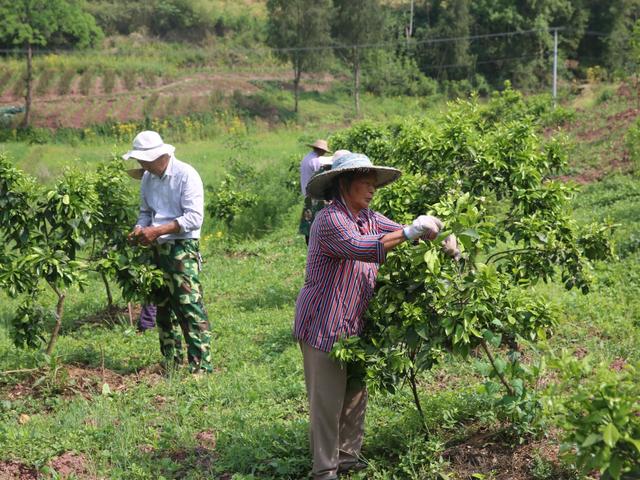 广安区：柑橘地里种豆子