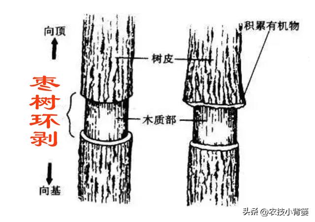 枣树开花结果少、落花落果多？学会这一招，满树大枣压枝头