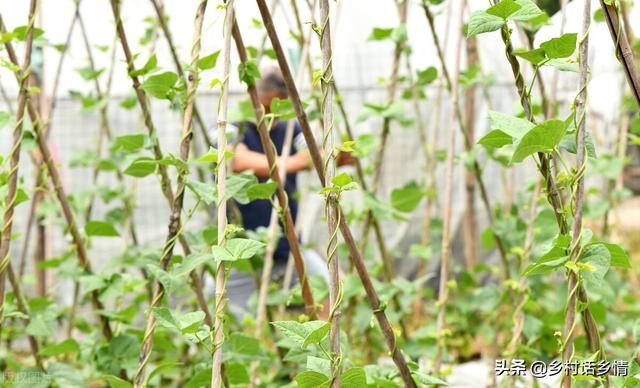 这几种蔬菜立秋前后种植正合适，要抓住时机和方法，不能蛮干