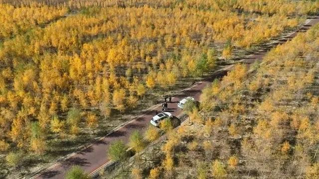 【媒体看甘州•凤凰网甘肃】张掖甘州千亩胡杨正值最佳观赏季 再不来你就错过啦