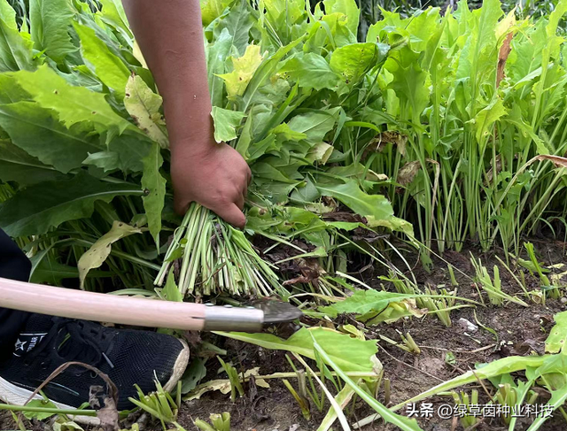 苦荬菜饲养价值高，具有清热祛火，养猪增重快，一年可收割8茬