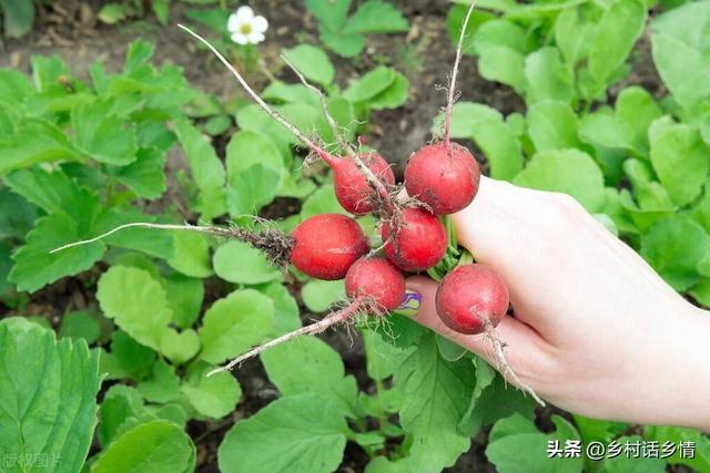 移栽白菜和萝卜，这几个小技巧不能不学，栽一棵活一棵，效果超棒