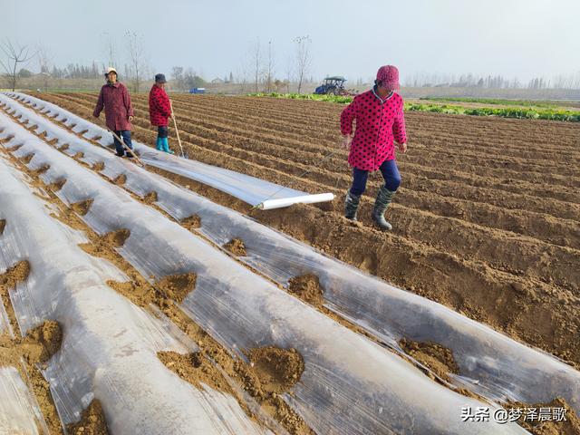 云梦菜农播种土豆忙