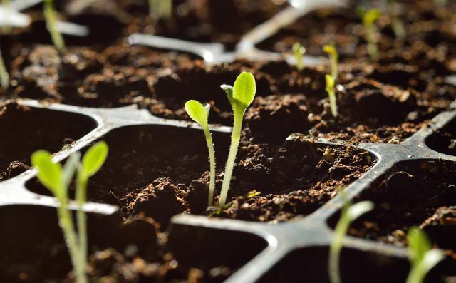 生菜直接栽种和育苗移栽，哪种种植方式更好？