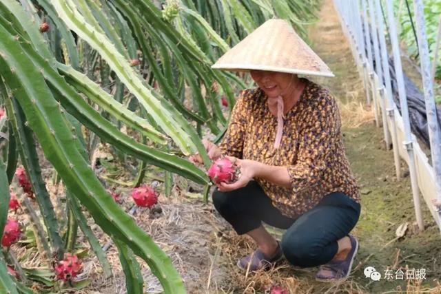 东台有个火龙果种植界的网红，你听说过吗？