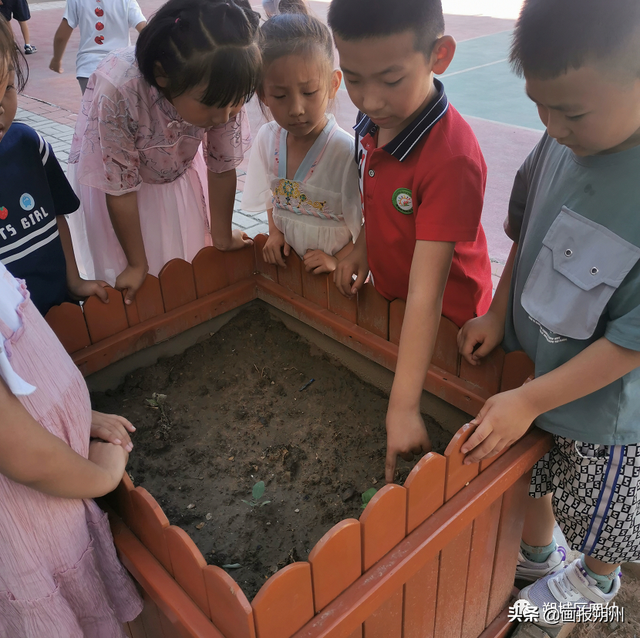 小菜园 乐发现——朔城区第四幼儿园种植园生长记