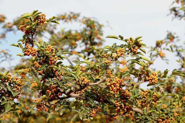 花椒优质栽培技术，掌握苗木嫁接模式，做好这些确保幼苗的存活率