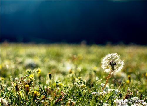 蒲公英怎么种植方法，几步即可完成蒲公英的种植