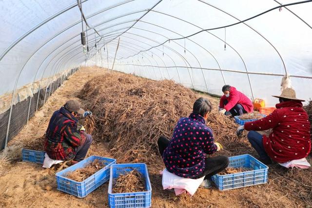 共同缔造｜曾都：先觉庙村种植黄精60亩