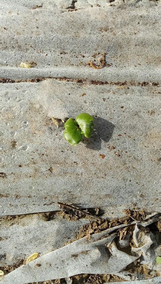 蜡梅种如何种，有技巧赶紧收藏