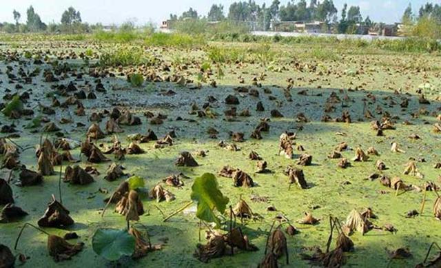 莲藕种植种植方法及病虫害管理