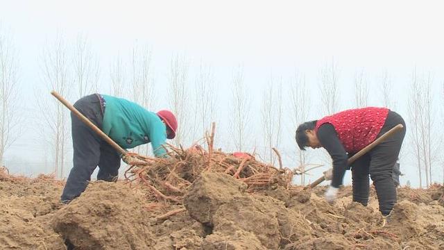 菏泽市成武县：年收入过百万 小丹参迎来大丰收