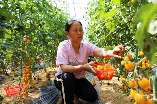 甘肃庆阳西峰：蔬菜大棚尽显“科技范”