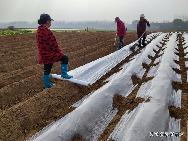 云梦菜农播种土豆忙