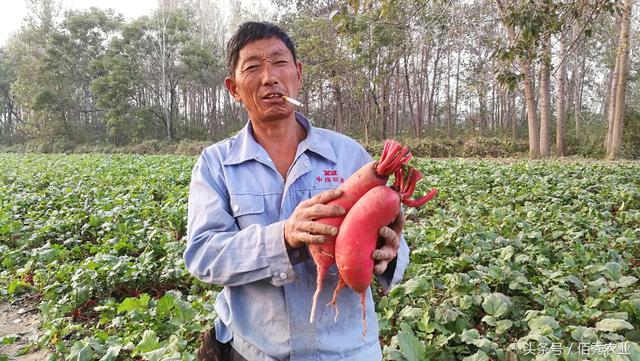 农村人热衷种冷门作物，让媳妇崇拜，邻居们表示不服气！