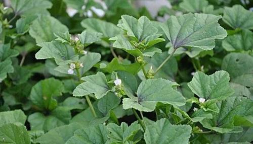 以前充饥的野菜，现在城里人自己种，营养价值高叫“葵菜”