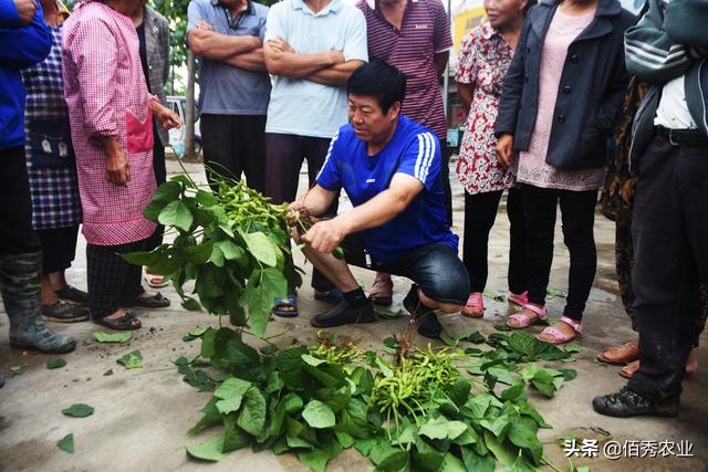 春季也能种植大豆？不成熟即可收获，是夏日餐桌上的美味