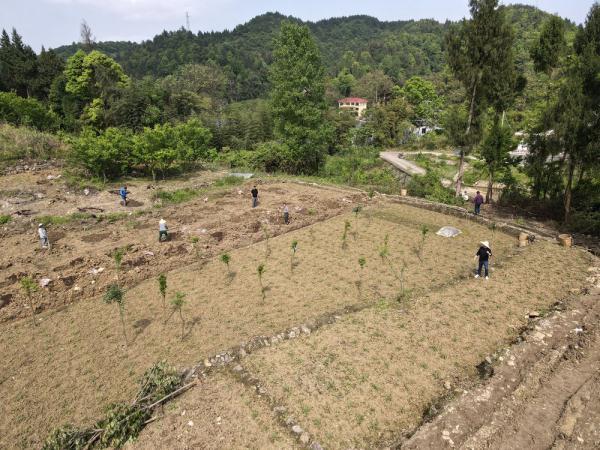 贵州遵义：提高花椒附加值助农增收