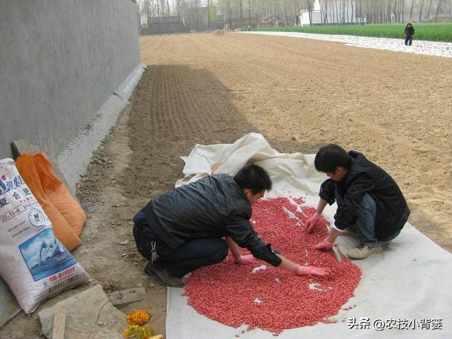 春季种植花生时，有哪些播种细节要重点注意？重点注意4个方面