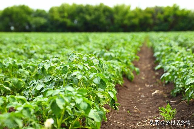 种植蔬菜瓜果别忽略这三种肥料，结果多还不掉，产量多出一倍