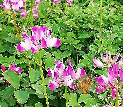 说说春菜里的“草头”——童年美食（113）