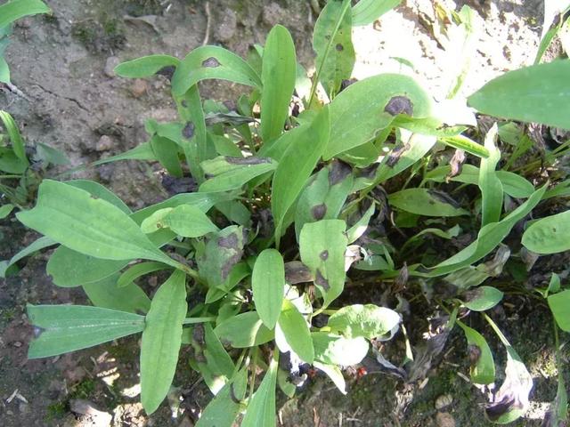 柴胡怎么种植才能长的好？中药材柴胡种植关键栽培技术