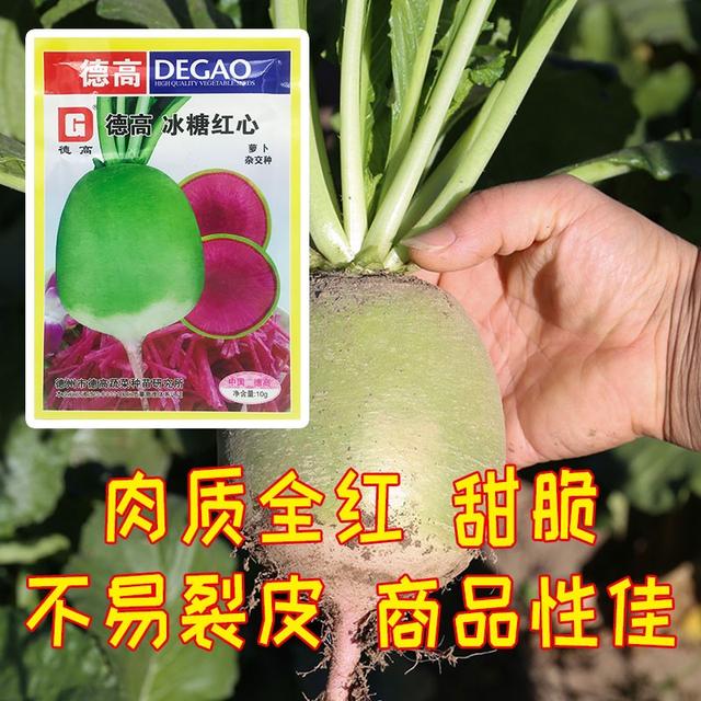 最新育成的萝卜新品种！肉质全红，口感甜脆！推荐农户试种