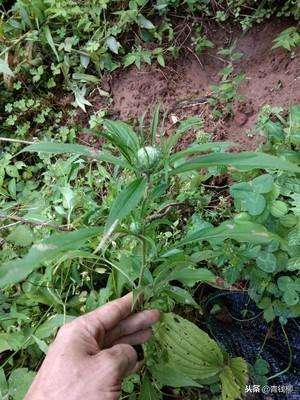 四川白术种植(白术规范化种植技术)