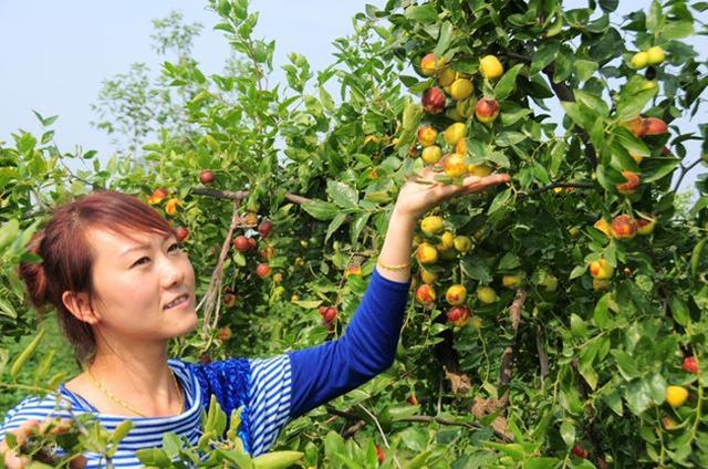 枣树栽培技术 枣树适宜种植的土壤理化性质