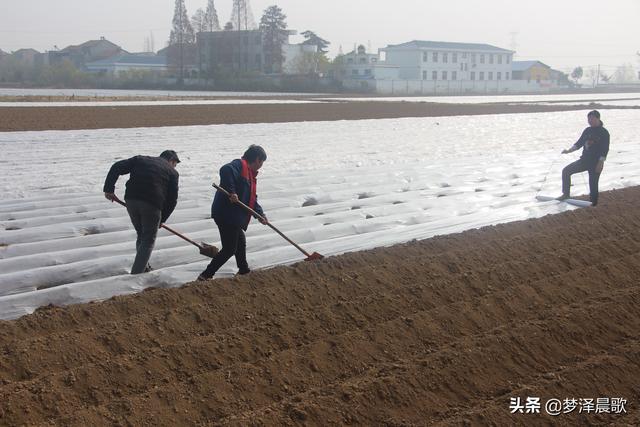 云梦菜农播种土豆忙